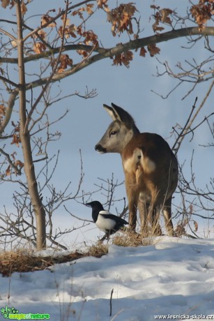 Srnčí zvěř v zimě - Foto Irena Wenischová 0417 (5)