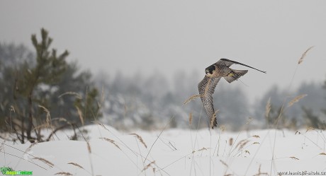 Zimní focení dravců - Foto Lukáš Zahrádka 0617 (7)