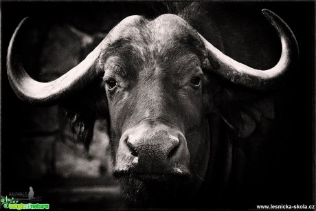 Zvířata v černobílé - Foto Jana Vondráčková 0317 (4)