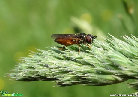 Pohled do světa hmyzu - Foto Miloslav Míšek 0617 (8)