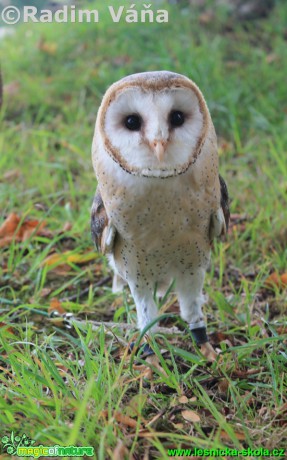 Sova pálená - Tyto alba - Foto Radim Váňa