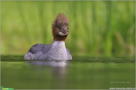 Morčák velký - Mergus merganser - Foto Monika Suržinová 0817 (2)