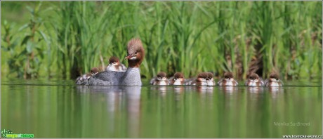 Morčák velký - Mergus merganser - Foto Monika Suržinová 0817 (3)