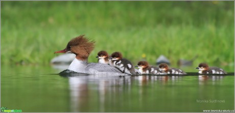 Morčák velký - Mergus merganser - Foto Monika Suržinová 0817 (5)