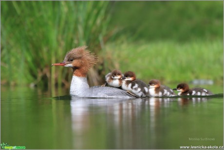 Morčák velký - Mergus merganser - Foto Monika Suržinová 0817 (6)