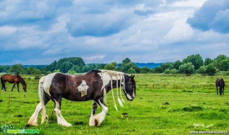 Koně ve Chvojně - Foto David Hlinka 0817 (4)
