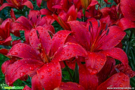 Liliové květy po dešti - Foto David Hlinka 0817