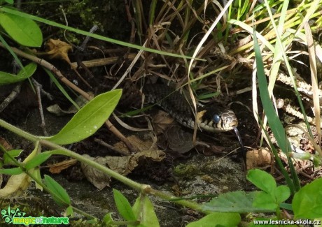 Užovka obojková - Natrix natrix - Foto Miloslav Míšek 0817 (1)