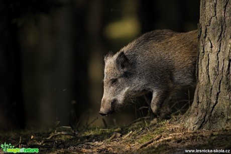 Prase divoké - Sus scrofa - Foto Lukáš Zahrádka 0817