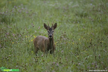 Srnec obecný - Capreolus capreolus - Foto Lukáš Zahrádka 0817