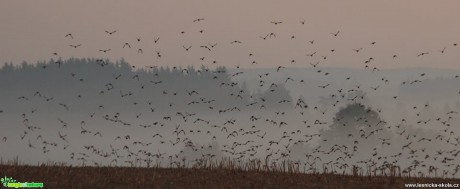 Hejna - Foto Ladislav Jonák 0817 (1)