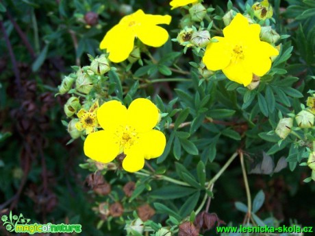 Mochna křovitá - Potentilla fruticosa - Foto David Hlinka