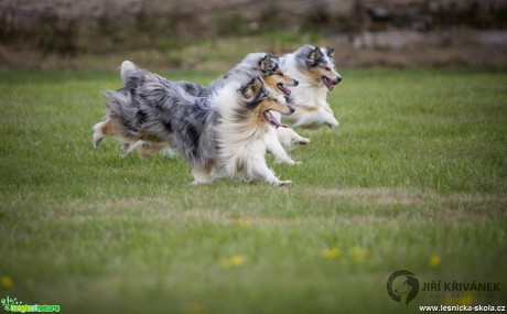 Agara Merle Gang - Foto Jiří Křivánek 0817