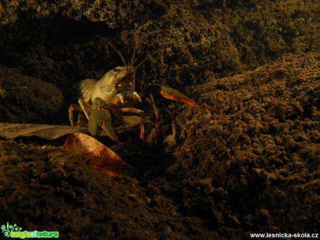 Fotografování podvodního světa - Foto Tomáš Kunze 0817 (1)