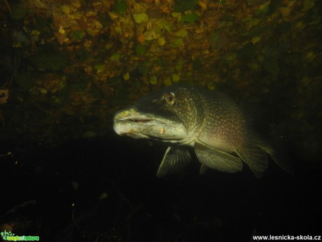 Fotografování podvodního světa - Foto Tomáš Kunze 0817 (6)