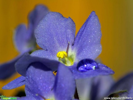 Detail květu - Foto Pavel Ulrych 0817
