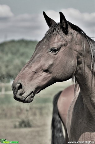 Krása koní - Foto Dušan Sedláček 0917