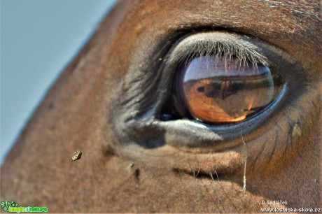 Oko koně - Foto Dušan Sedláček 0917