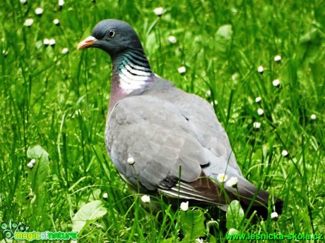 Hřivnáč - Columba palumbus - Foto - Karel Kříž