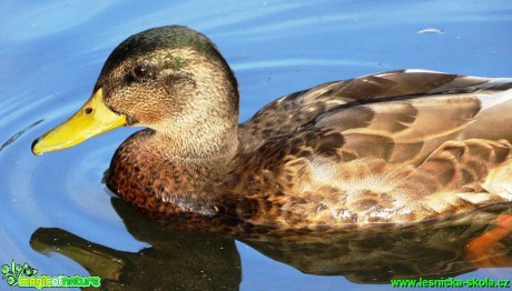 Kachna Divoká - Anas platyrhynchos - Foto - Karel Kříž (1)