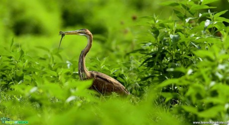 Volavka červená - Ardea purpurea - Foto Pavel Balazka 0917