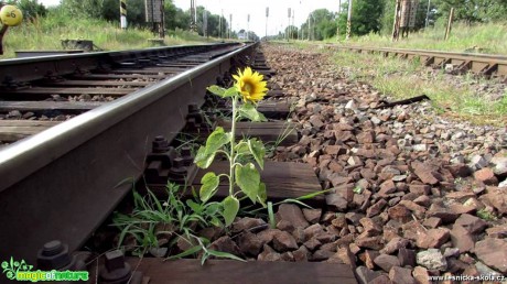 Příroda je mocná - Foto Rasťo Salčík 0917