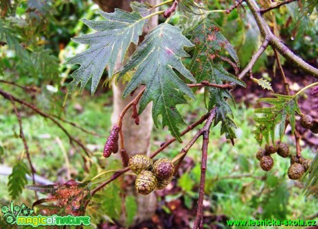 Olše šedá - Alnus incana (Laciniata) - Foto David Hlinka