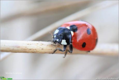 Slunéčko sedmitečné - Coccinella septempunctata -  Monika Suržinová 0917 (2)