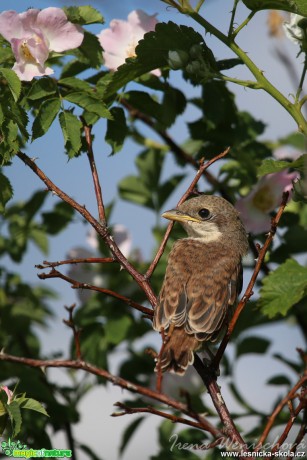 Ťuhýk obecný(mládě) - Lanius collurio - Foto Irena Wenischová 0917