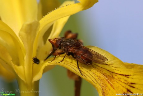 Pestřenka pastvinná - Rhingia campestris - Foto Irena Wenischová 0917 (1)