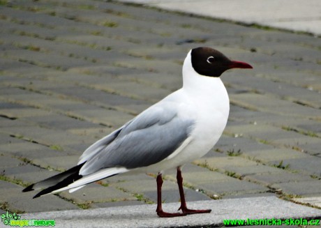 Racek chechtavý - Larus ridibundus - Foto - Karel Kříž