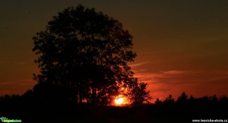 V korunách stromů - Foto Ladislav Jonák 0817 (1)