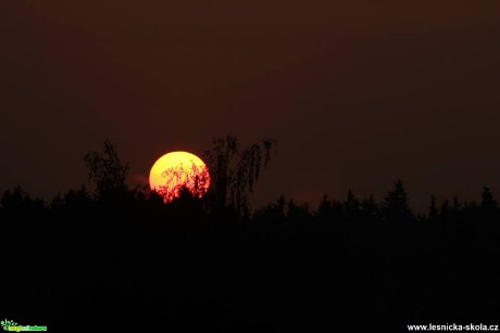 V korunách stromů - Foto Ladislav Jonák 0817