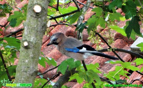 Sojka obecná - Garrulus glandarius - Foto - Karel Kříž