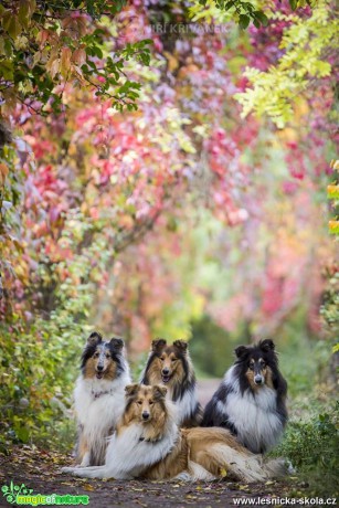 Collies a Autumn - Foto Jiří Křivánek 0917