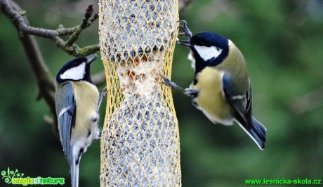 Sýkora koňadra - Parus major - Foto - Karel Kříž (1)