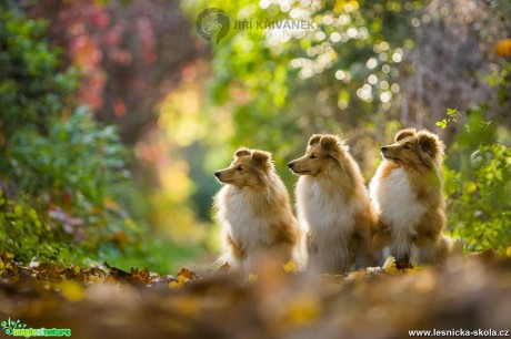 Surikata shelties again - Foto Jiří Křivánek 0917