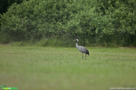 Jeřáb popelavý - Grus grus - Foto Lukáš Zahrádka 0917