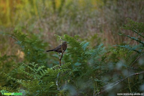 Kos černý - Turdus merula - Foto Lukáš Zahrádka 0917