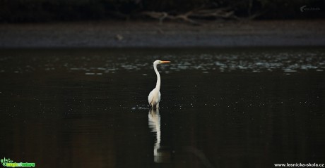 Volavka bílá - Ardea alba - Foto Lukáš Zahrádka 0917