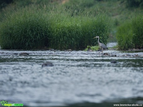 Volavka popelavá - Ardea cinerea - Foto Lukáš Zahrádka 0917 (1)