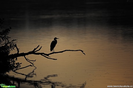 Volavka popelavá - Ardea cinerea - Foto Lukáš Zahrádka 0917 (2)