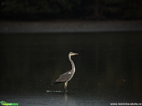 Volavka popelavá - Ardea cinerea - Foto Lukáš Zahrádka 0917