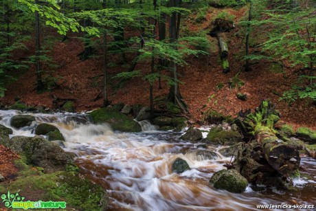 Jizerky - Černý potok - Foto Petr Germanič 1017