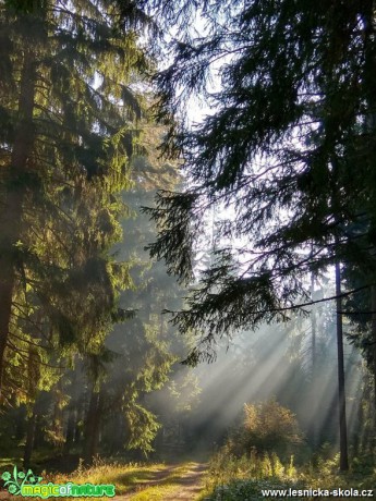 Sluneční paprsky dopadají do lesa - Foto Petr Germanič 1017