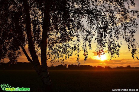 Pod břízkou - Foto Marie Vykydalová 1017