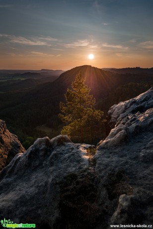 Borovice kněžny Vilemíny - Foto Filip Holič 1017