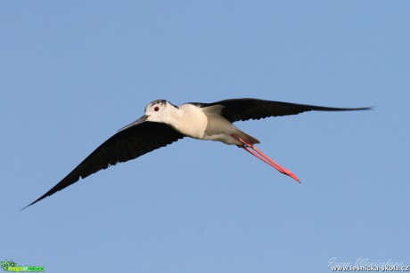 Pisila čáponohá - Himantopus himantopus - Foto Irena Wenischová 1017 (1)