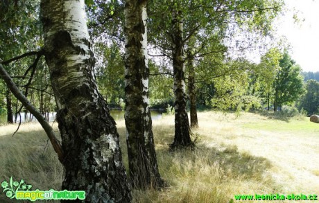 Bříza bělokorá - Betula pendula - Foto - Karel Kříž