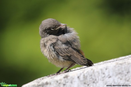 Rehek domácí - Phoenicurus ochruros - Foto Irena Wenischová 1017 (1)